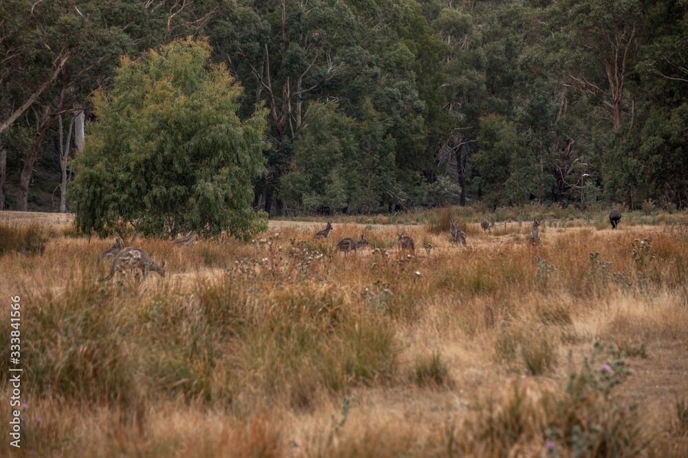 Landschaft mit australischen Wildtieren Landschaft mit australischen Wildtieren