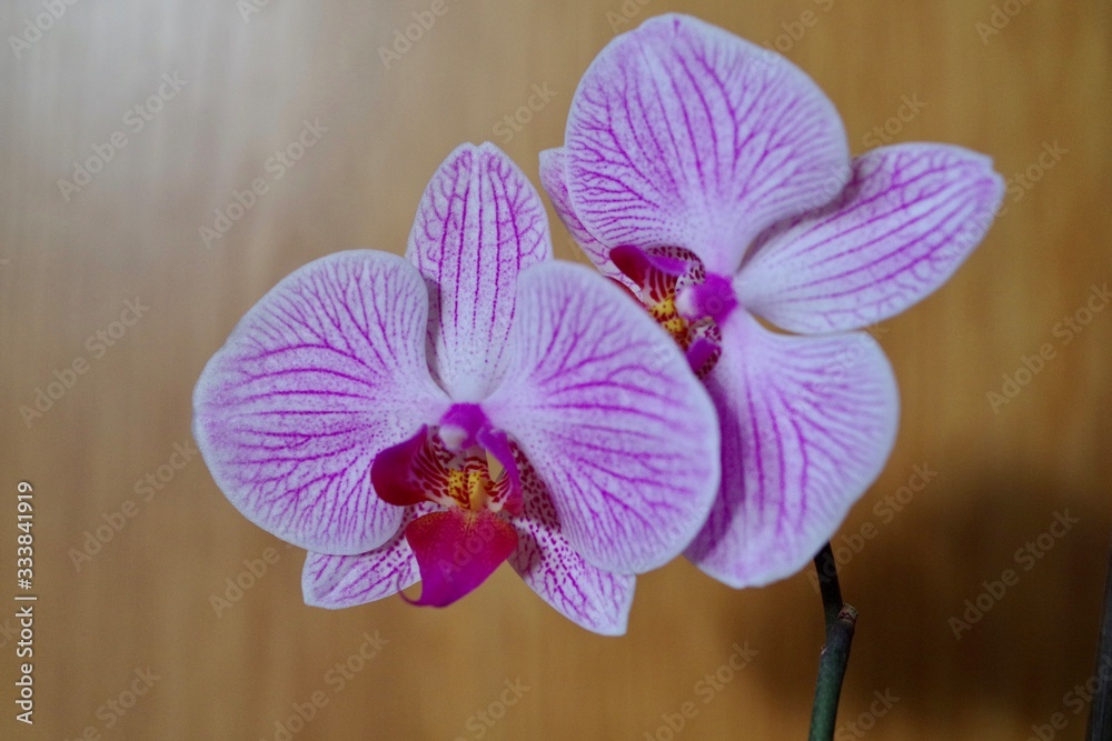 Obraz premium Orchidee