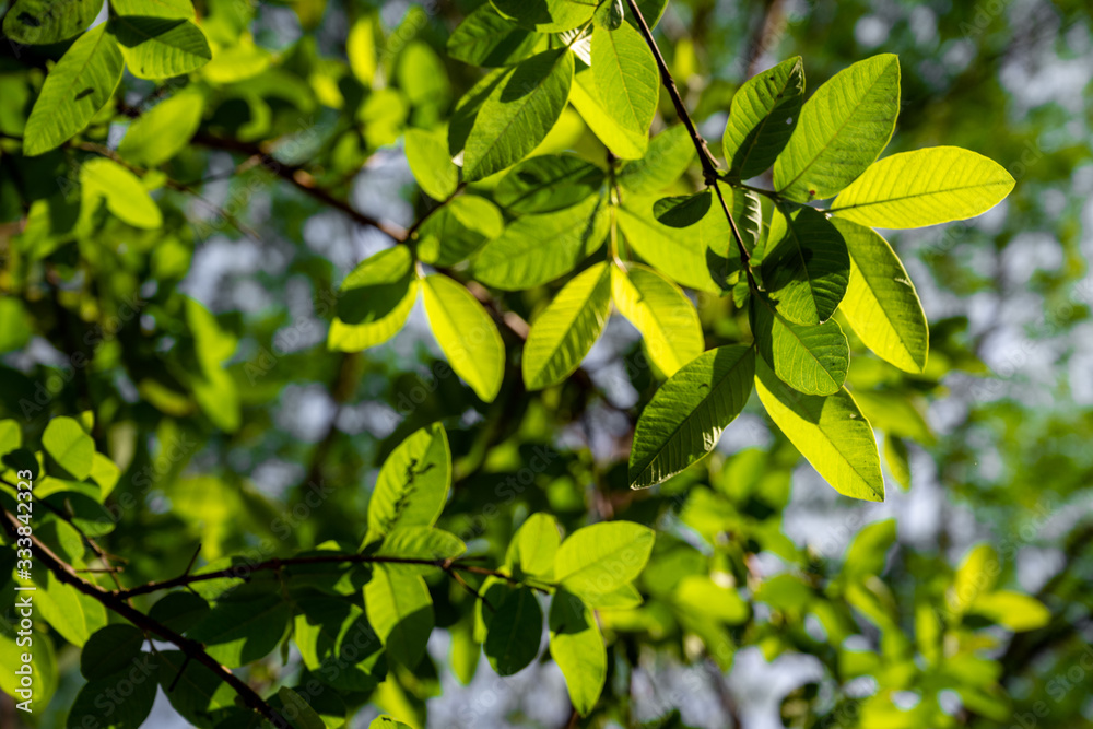 Guava leaves