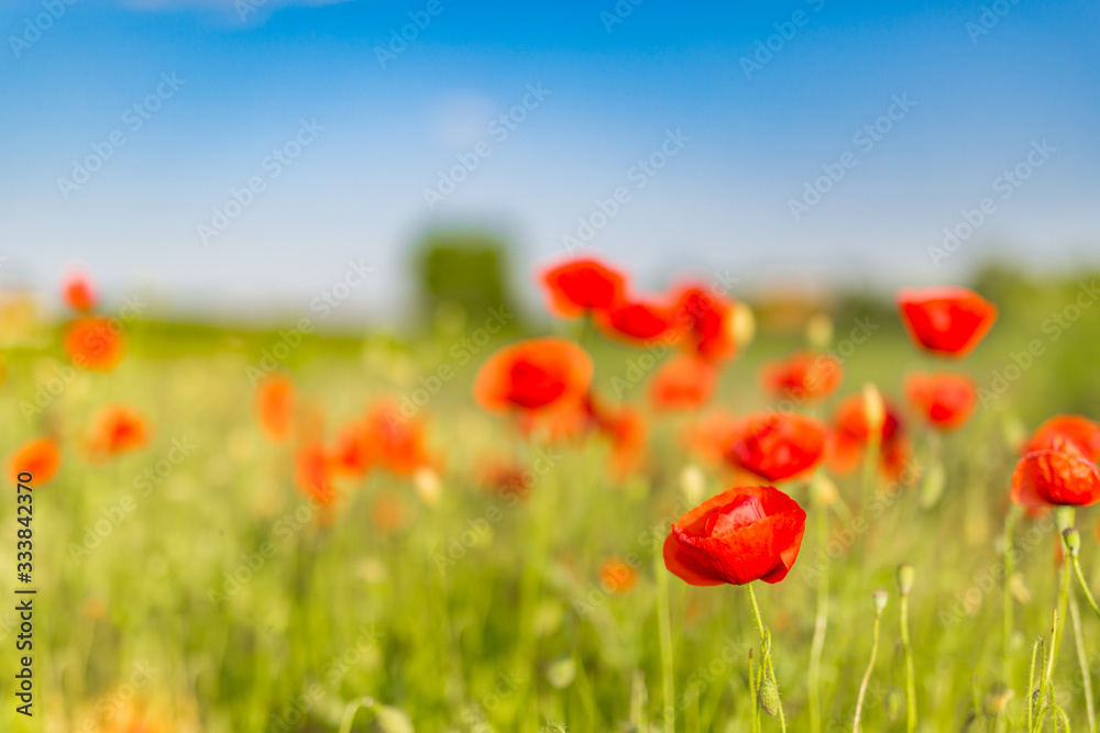 Blooming red poppies on field against the sun, blue sky. Wild flowers in springtime. Dramatic day and gorgeous scene. Wonderful image of wallpaper. Explore the world's beauty. Artistic picture.