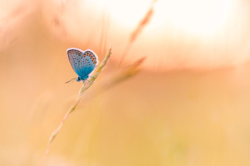 Sunset nature meadow field with butterfly as spring summer background concept. Beautiful summer meadow background. Amazing inspire nature closeup.
