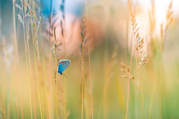 Peaceful nature summer meadow bright flowers in green grass background. Bright nature, meadow field