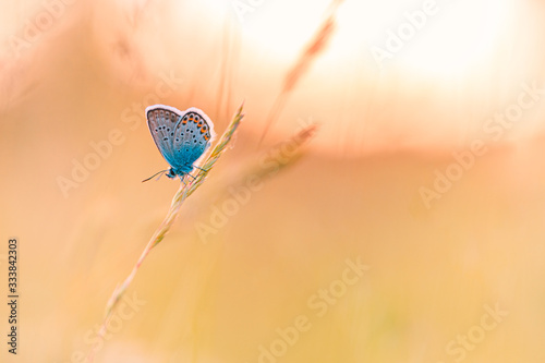 Sunset nature meadow field with butterfly as spring summer background concept. Beautiful summer meadow background. Amazing inspire nature closeup. #333842303