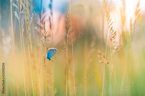Fototapeta Naklejka Na Ścianę i Meble -  Peaceful nature summer meadow bright flowers in green grass background. Bright nature, meadow field