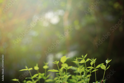 new leaves growing up. new life springing from nature. green leaves and dazzling warm bokeh lighting background. circle of life and environmental awareness and ecosystem conservation themes.