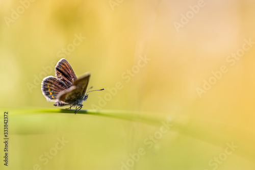 Natural background in pastel colors with a soft focus of blue shades. Wild meadow grass and butterfly in spring in nature macro. Beautiful summer meadow  inspiration nature.