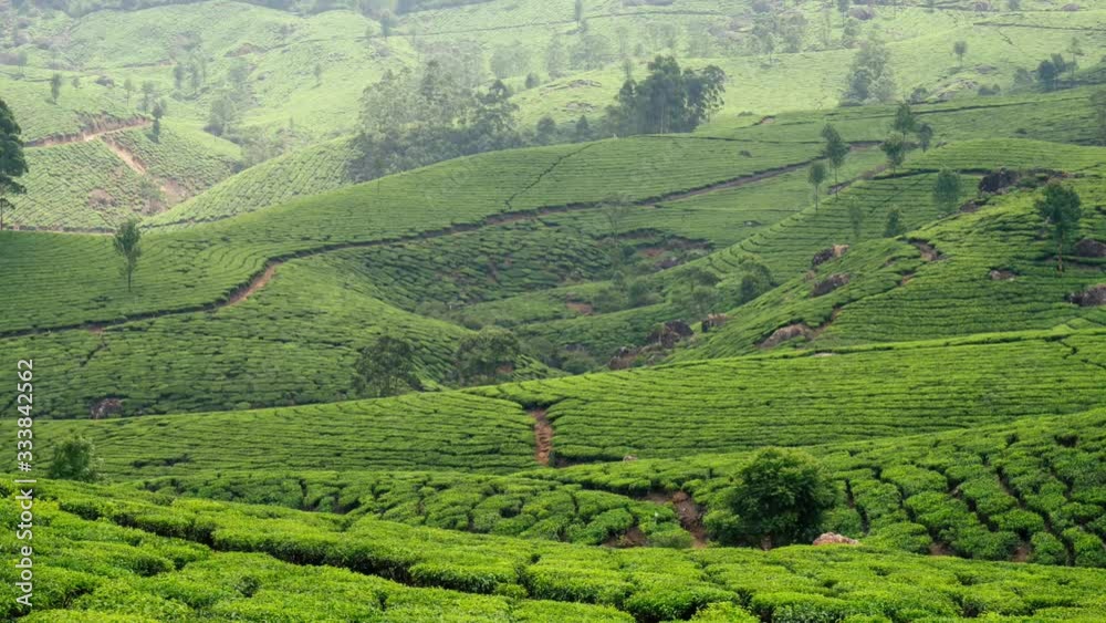 Timelapse of green Tea Plantation. Timelapse of green Tea Plantation.