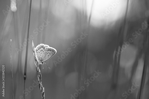 Abstract nature close-up, macro, black and white butterfly on grass line with blurred meadow, soft sunlight over spring summer nature
