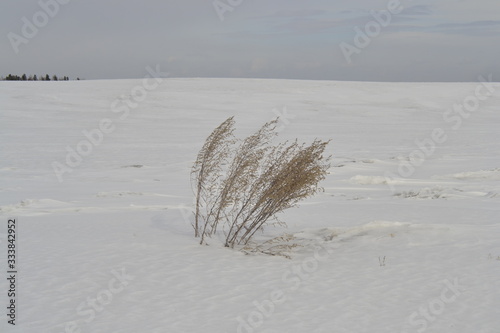 grass on winter field