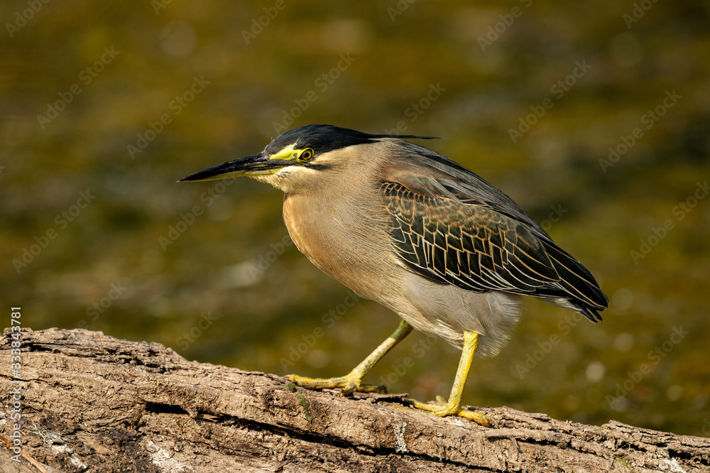 Obraz premium Striated heron or green backed heron close up sitting on tree trunk extremely sharp and close image clicked in keoladeo national park or bird sanctuary, bharatpur, india - butorides striata
