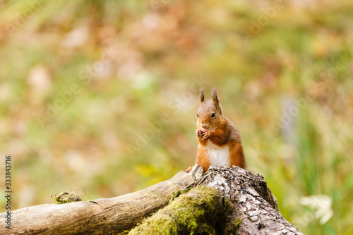 red squirrel (Sciurus vulgaris) esting a nut in Scotland