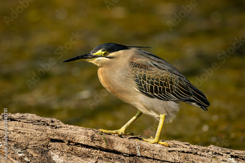 Striated heron or green backed heron close up sitting on tree trunk extremely sharp and close image clicked in keoladeo national park or bird sanctuary, bharatpur, india - butorides striata
