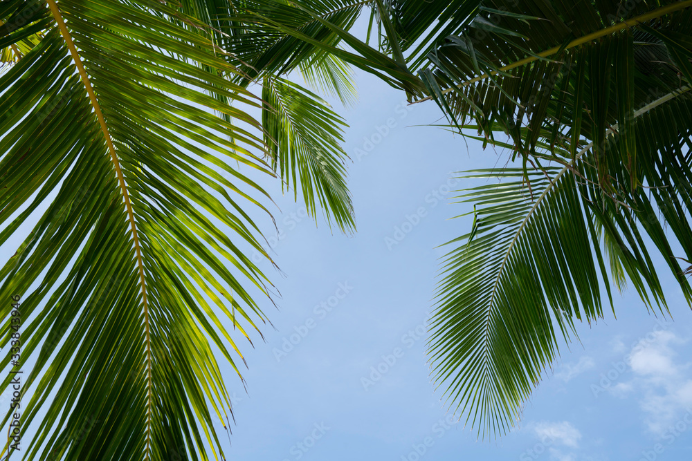 Fototapeta premium feuillage palmier