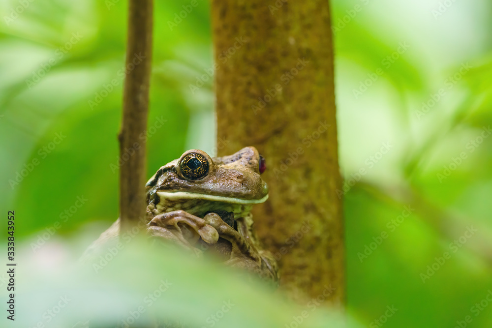 Veined Tree Frog (Trachycephalus venulosus) in Costa Rica