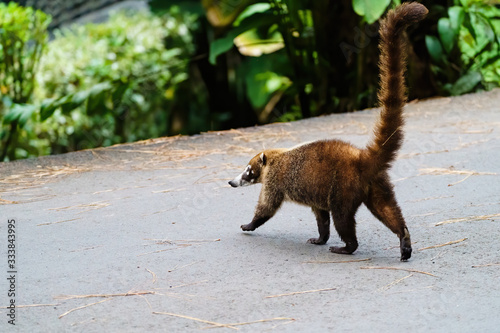 Ring-Tailed Coati (Nasua nasua rufa) crossing a footpath, taken in Costa Rica photo