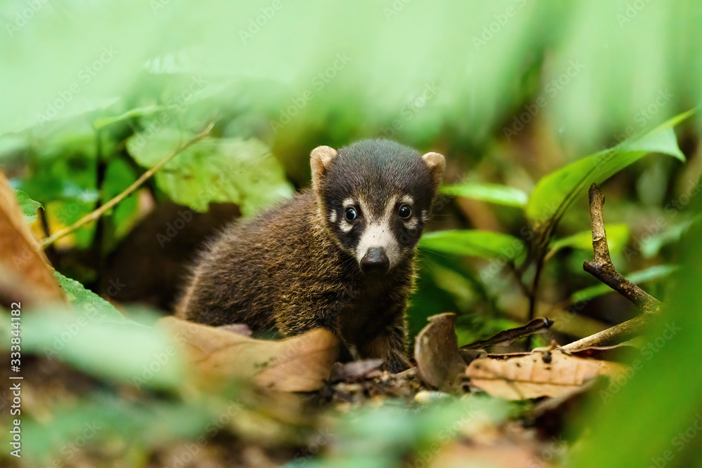 Baby Ring-Tailed Coati (Nasua nasua rufa) in deep jungle, taken in Costa Rica Baby Ring-Tailed Coati (Nasua nasua rufa) in deep jungle, taken in Costa Rica