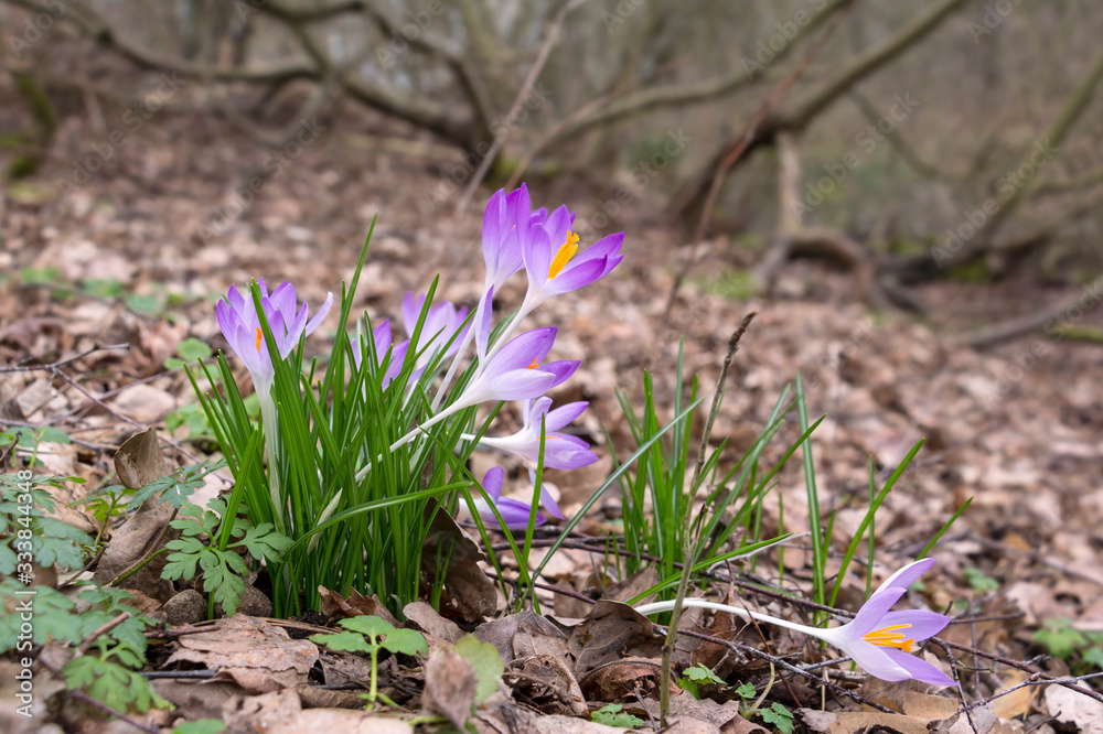Beautiful Crocuses in the forest in springtime. Detail of the blossoms.