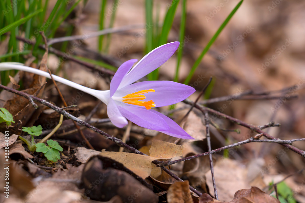 Beautiful Crocuses in the garden in springtime. Detail of the blossom.