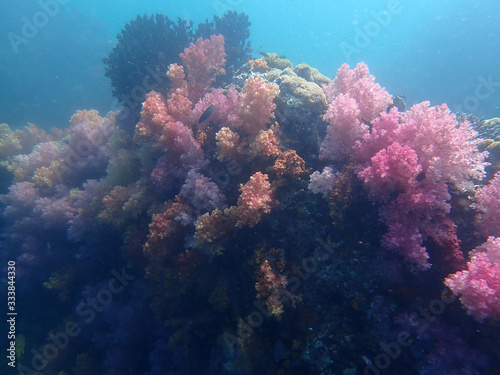 Marine life under sea water, underwater landscape photography