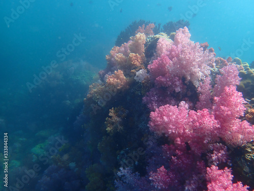 Marine life under sea water  underwater landscape photography