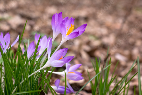 Obraz na płótnie Beautiful Crocuses in the garden in springtime. Detail of the blossoms. w salonie
