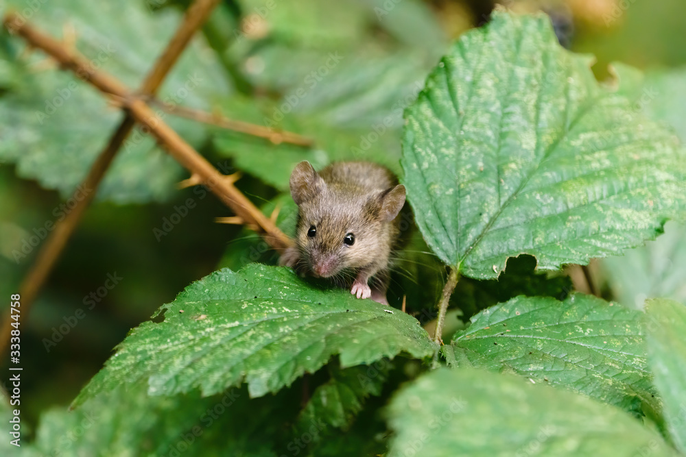 Wild House Mouse (Mus musculus) climbing on a bush in search of food, taken in England