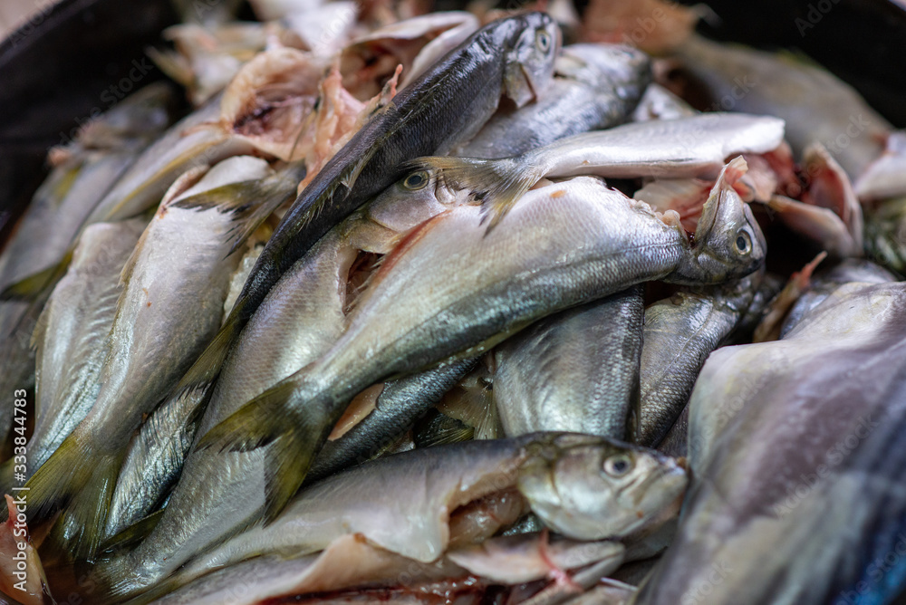 Close up group of fish arrangement on tray .Fresh horse mackerel Close up group of fish arrangement on tray .Fresh horse mackerel