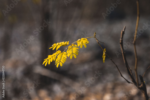 siris leaves photo