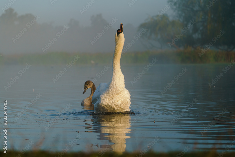 Fototapeta premium Mute swan (Cygnus olor) stretching with cygnet emerging from behind, taken in the UK