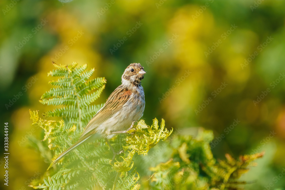 Fototapeta premium Reed Bunting (Emberiza schoeniclus) perched on bracken, taken in England
