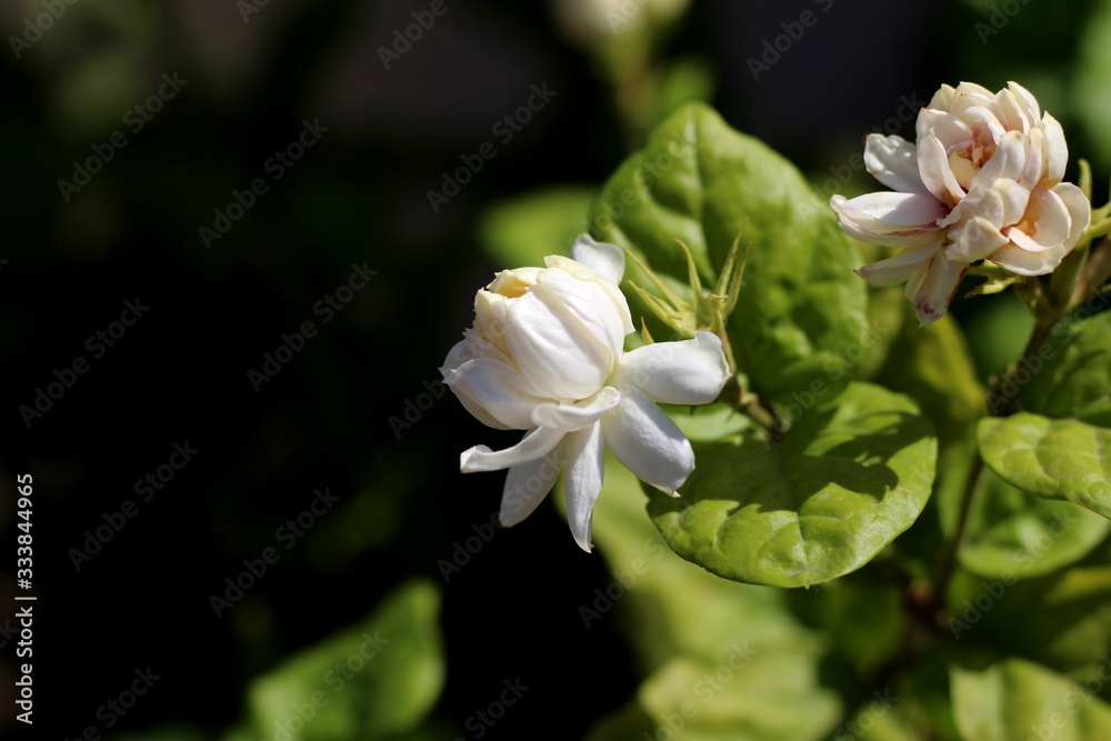 While Jasmine- the flower with fragrance While Jasmine- the flower with fragrance