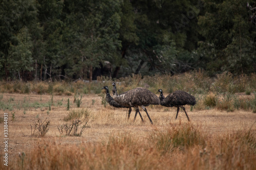 Fototapeta Naklejka Na Ścianę i Meble -  Ein paar emus in australien