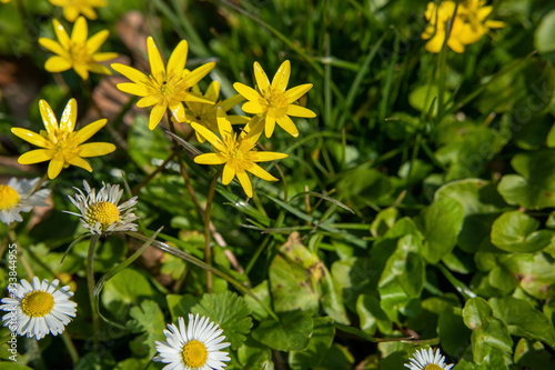 Winterling  Eranthis hyemalis  with daisies  Latin  Bellis perennis  in a meadow in close-up..