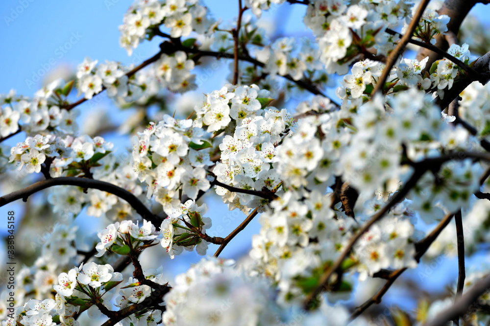 Pear flower in full bloom in spring Pear flower in full bloom in spring
