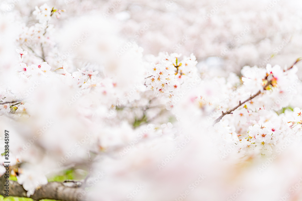 日本の春　桜
