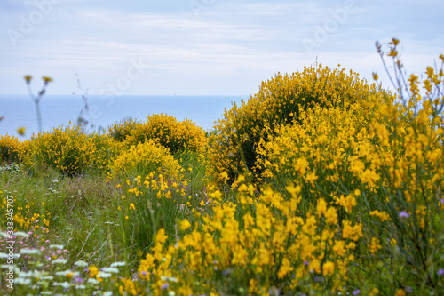 Yellow flovers and sea view 