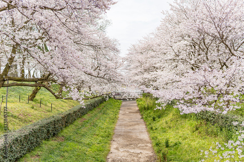 日本の春　桜 © Jin