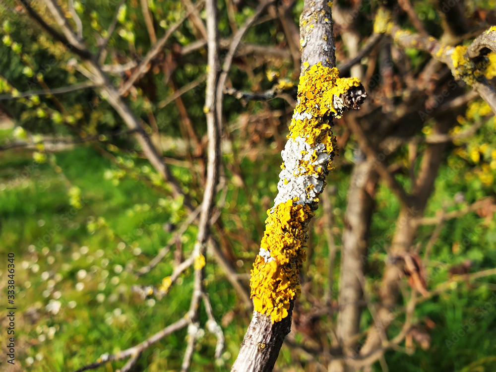 Fototapeta premium Sick, disease, dry tree with white, yellow lichen.