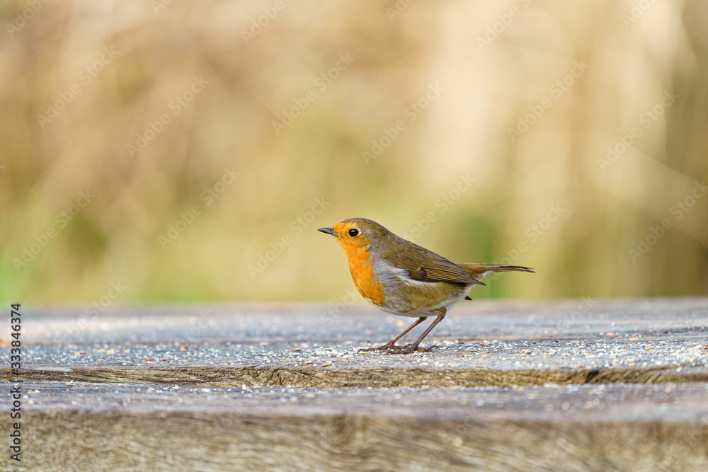 European Robin (Erithacus rubecula) on a bench covered in seeds in winter, taken in London European Robin (Erithacus rubecula) on a bench covered in seeds in winter, taken in London