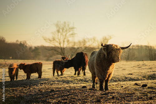 Hochlandrinder auf einem Feld