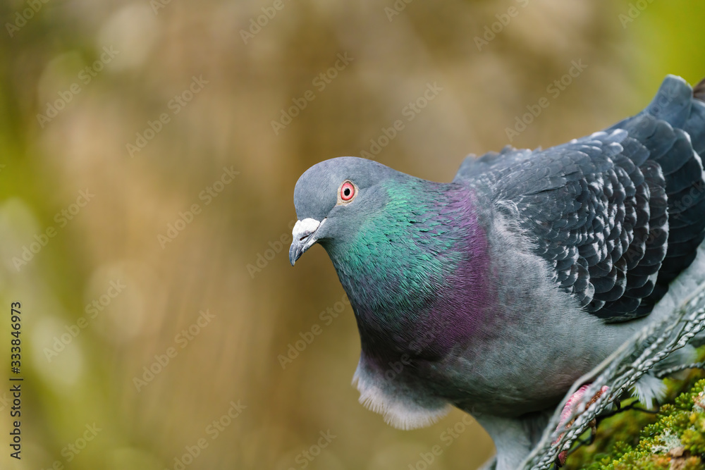 Rock Dove (Columba livia) close-up portrait taken in London Rock Dove (Columba livia) close-up portrait taken in London