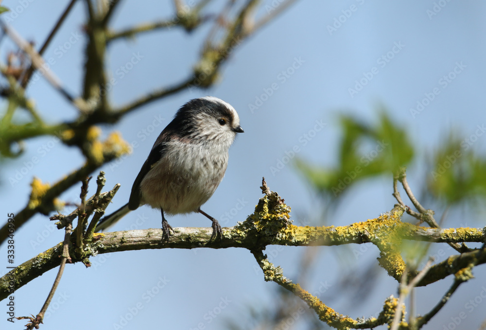 A pretty Long-tailed Tit, Aegithalos caudatus, perching on a branch of a tree. A pretty Long-tailed Tit, Aegithalos caudatus, perching on a branch of a tree.
