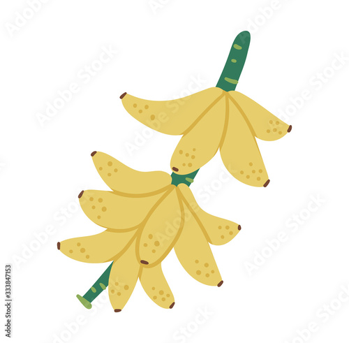 Vector tropical banana fruit brunch clip art. Jungle foliage illustration. Hand drawn flat exotic plant isolated on white background. Bright childish healthy summer food illustration..