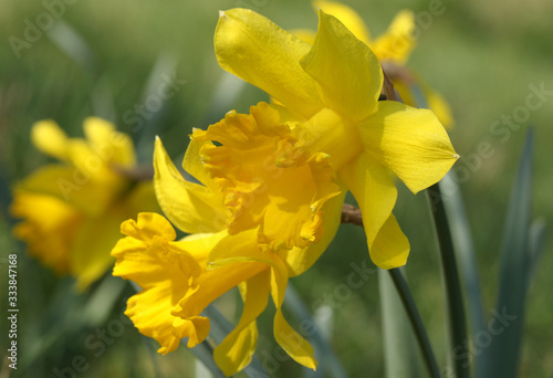 A beautiful Daffodil, Narcissus, growing in a wooded area in the UK. 