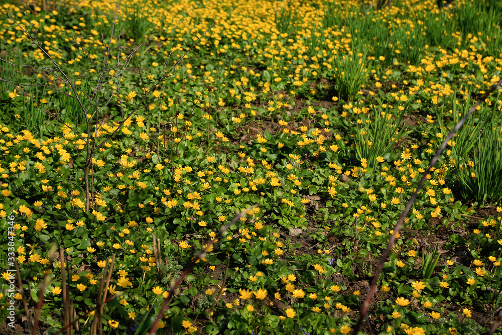 Obraz premium Beautiful glade marsh marigold or Cáltha palústris