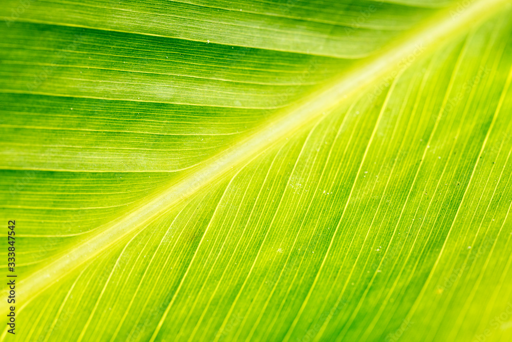 Green leaf background, macro, selective focus Green leaf background, macro, selective focus