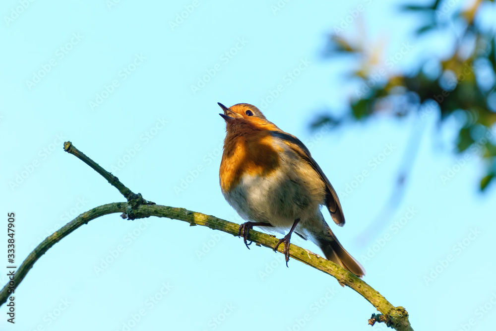 Fototapeta premium European Robin (Erithacus rubecula) in partial shade singing, taken in West London