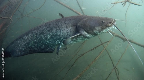 Adventurous take of European catfish in nature habitat. Big fisch on dead wood branch near offshore in green tones in background. photo