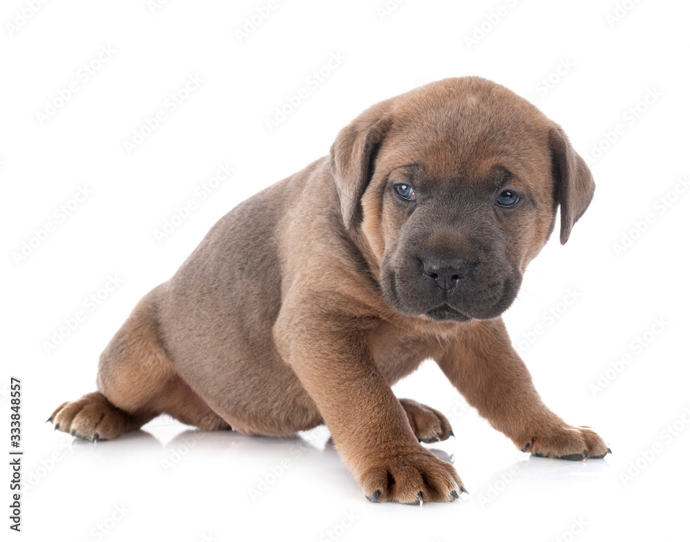 puppy cane corso