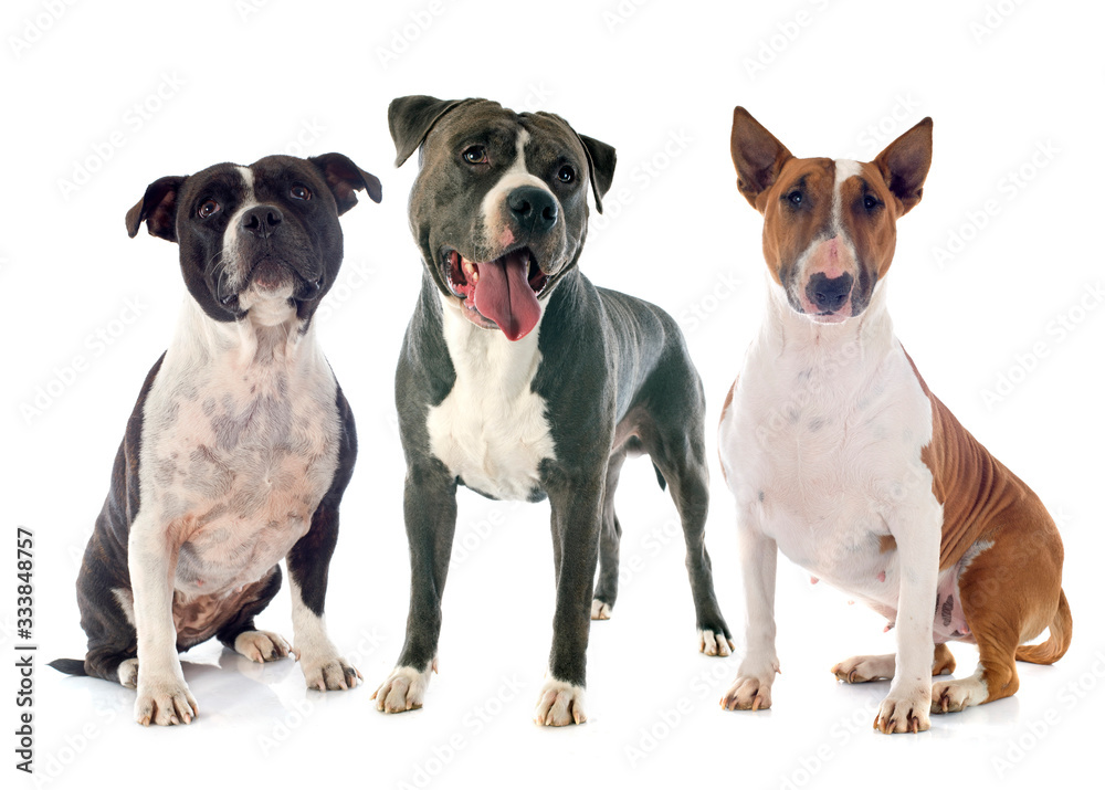 amstaff, bull terrier and staffie
